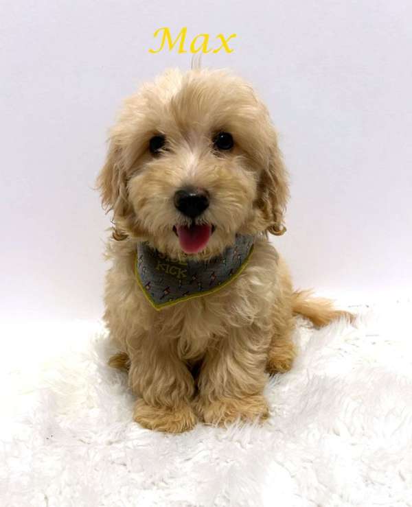 small-cream-miniature-goldendoodle