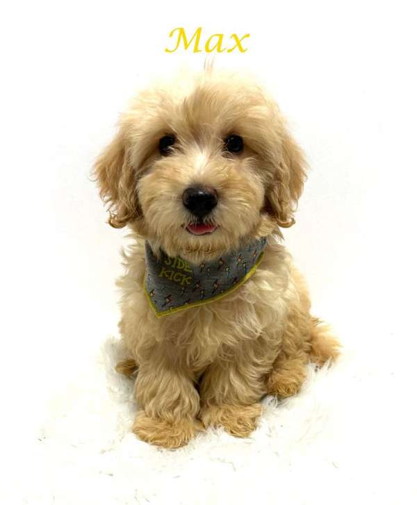 registered-miniature-goldendoodle