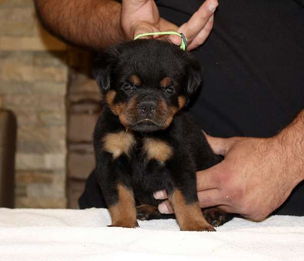 male-rottweiler-dog