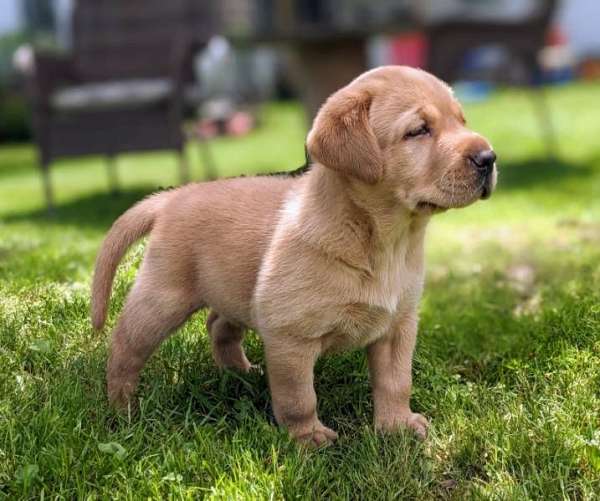 ruby-labrador-retriever