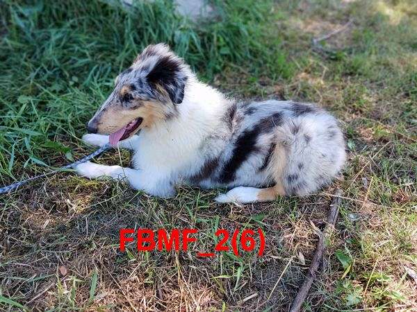 double-coated-rough-collie-puppy