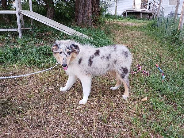 blue-merle-double-coated-rough-collie
