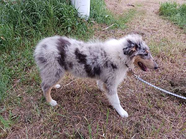 double-coated-female-rough-collie