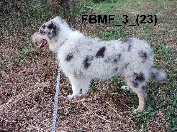 blue-merle-large-puppy