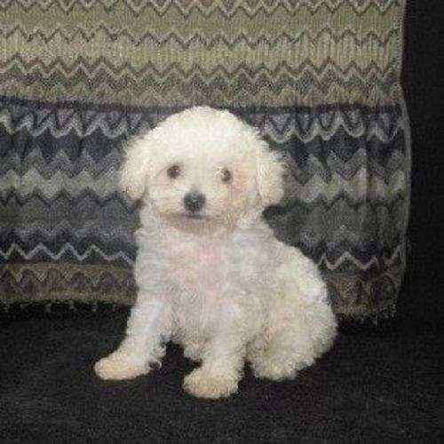 long-haired-malti-poo-puppy