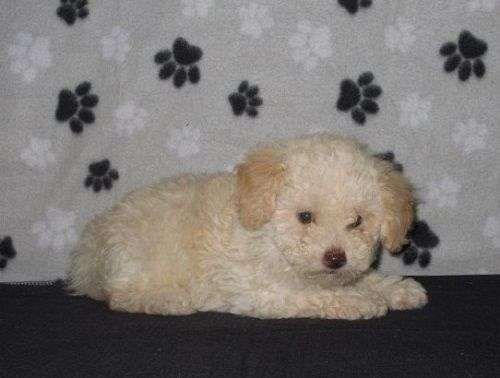 gold-long-haired-malti-poo