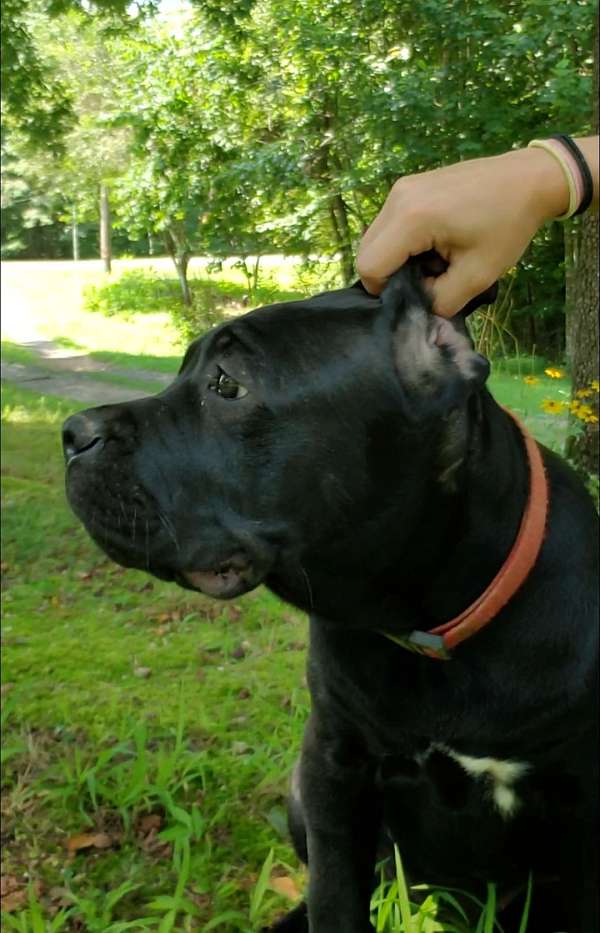 female-cane-corso-dog