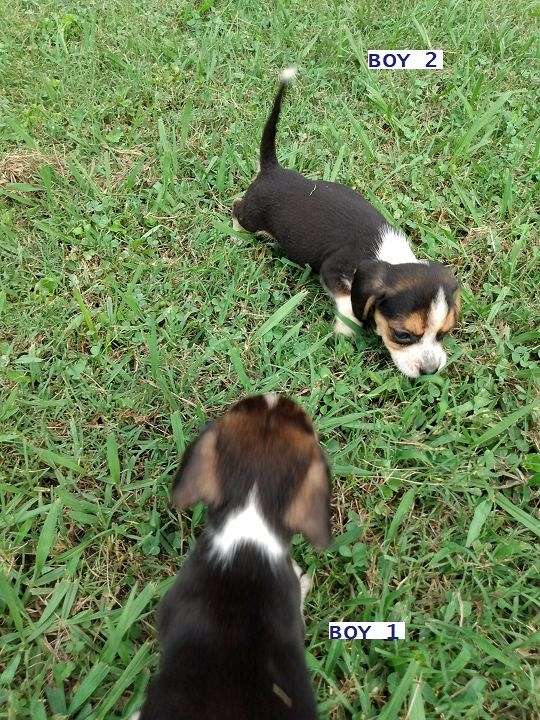 short-haired-beagle