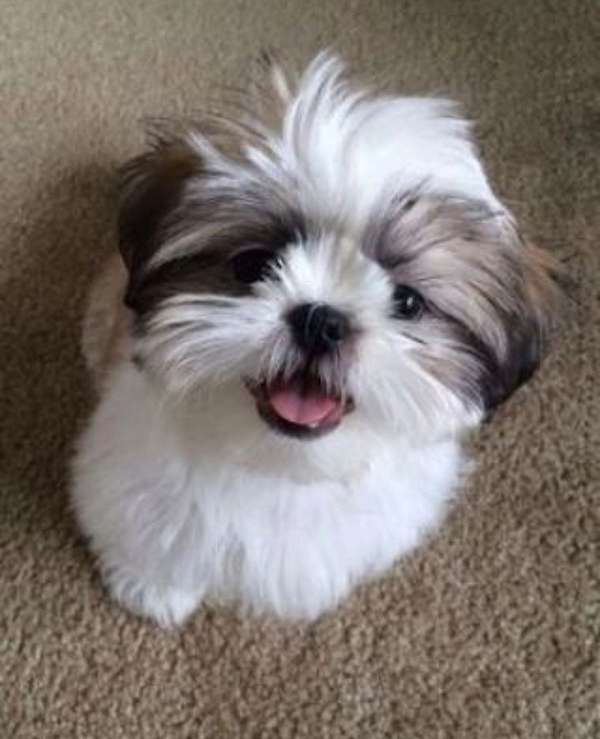 mixed-shih-tzu-dog