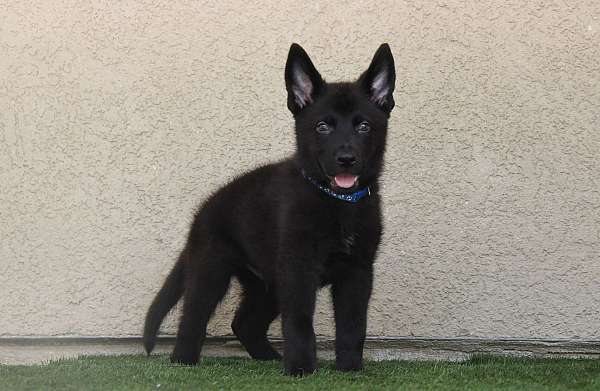 black-male-working-line-german-shepherd-puppy