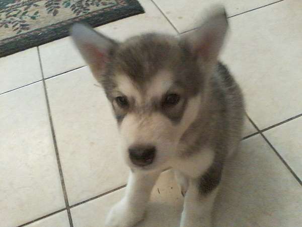 mixed-gray-long-haired-alaskan-malamute