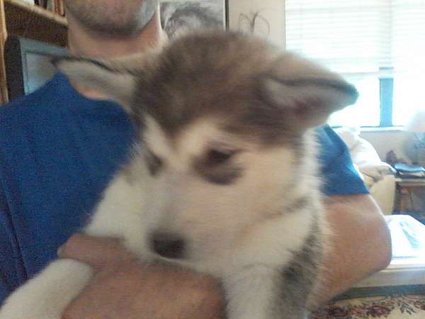 gray-large-alaskan-malamute