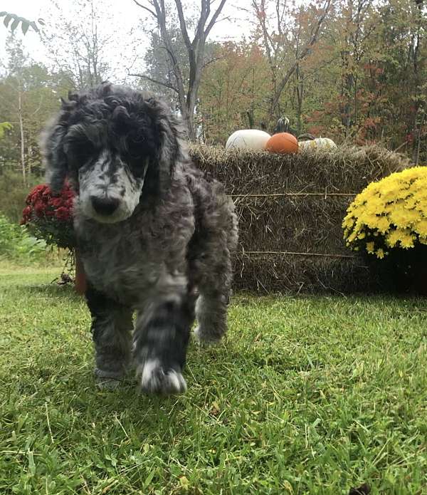 curly-haired-standard-poodle