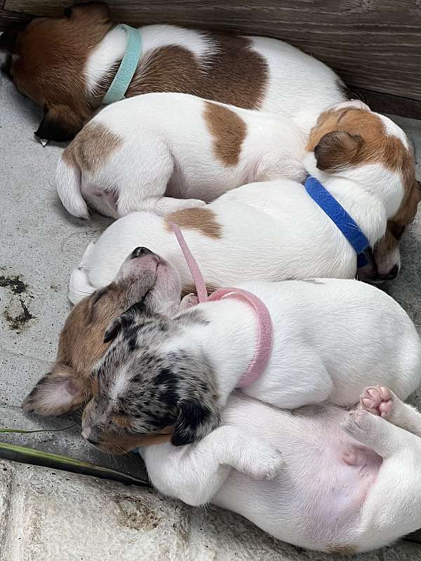 light-brown-male-female-dog