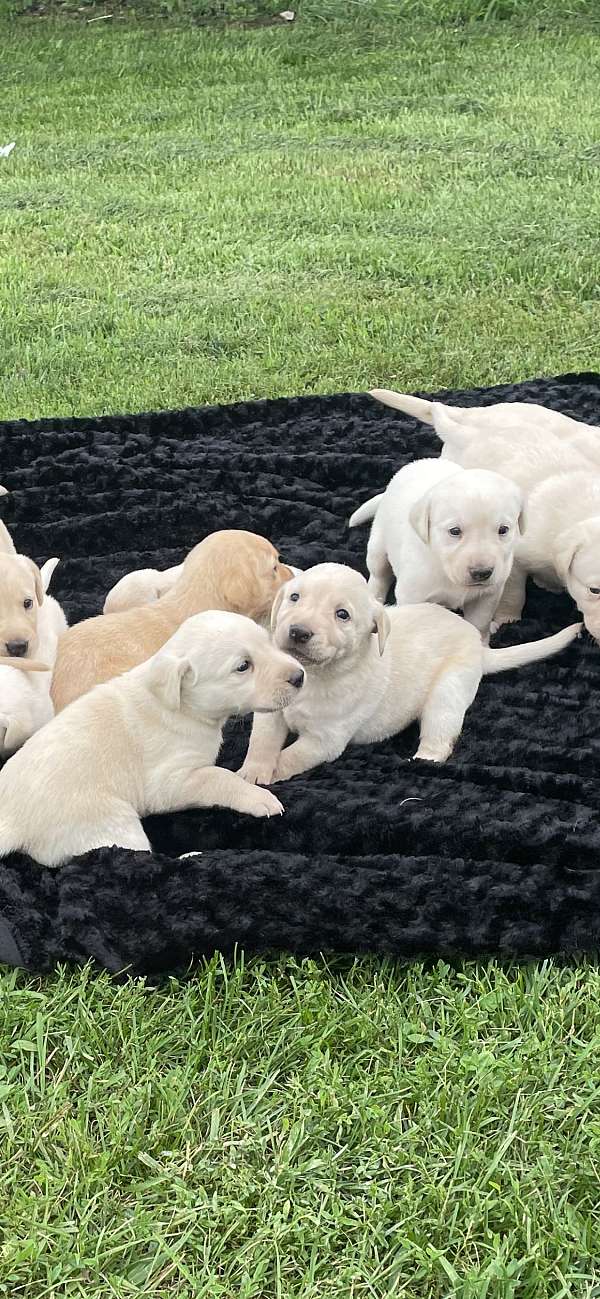 mixed-labrador-retriever-dog