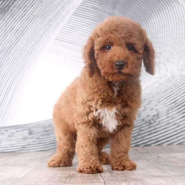 red-white-small-miniature-poodle