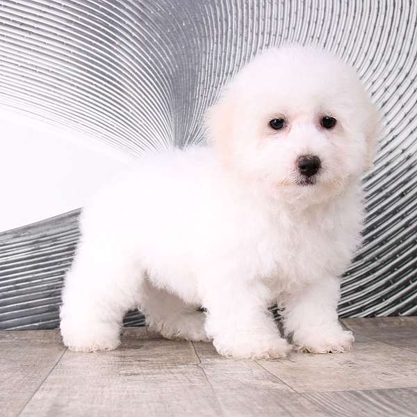 white-hypoallergenic-shaggy-puppy