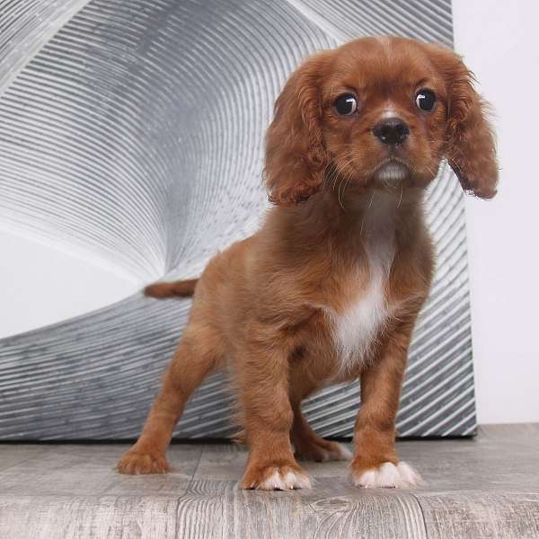 red-white-small-cavalier-king-charles-spaniel