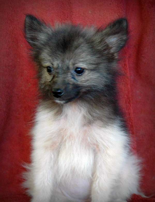 black-silver-smooth-coated-pomeranian