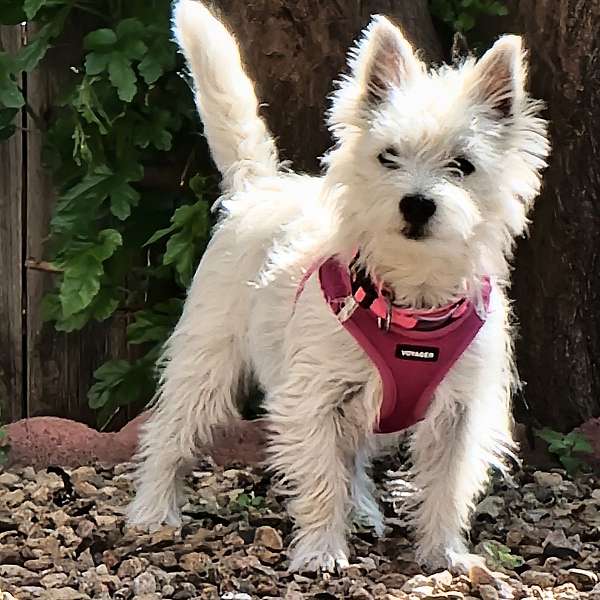 agility-west-highland-terrier