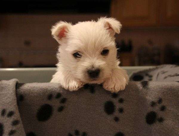 white-double-coated-puppy