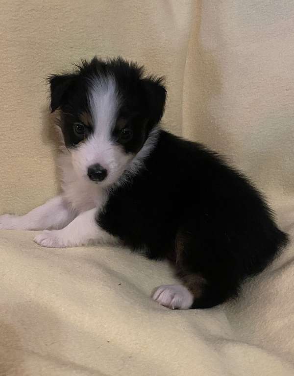 double-coated-australian-shepherd