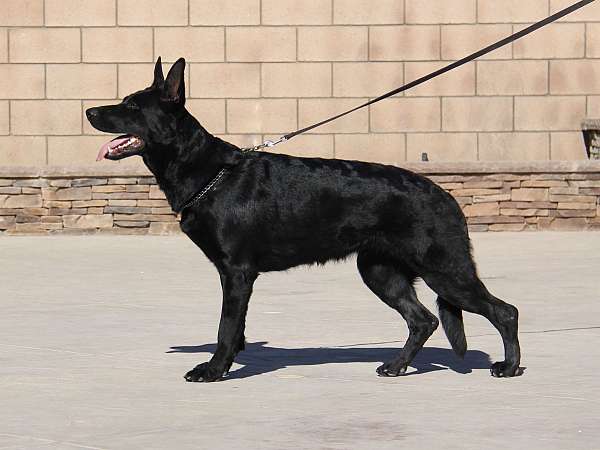 short-haired-german-shepherd