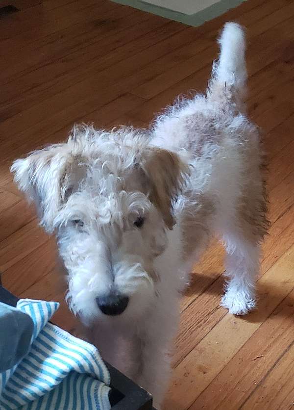 wire-haired-male-fox-terrier