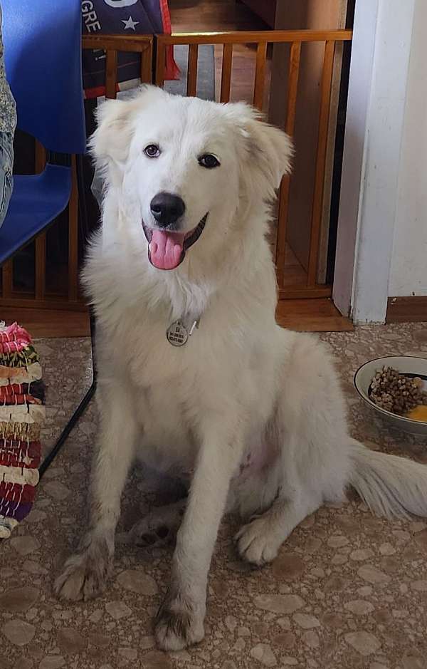 male-great-pyrenees-dog