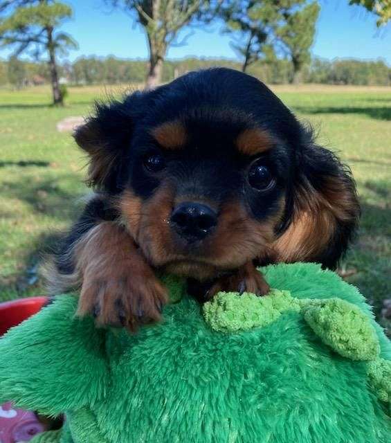 male-cavalier-king-charles-spaniel-dog