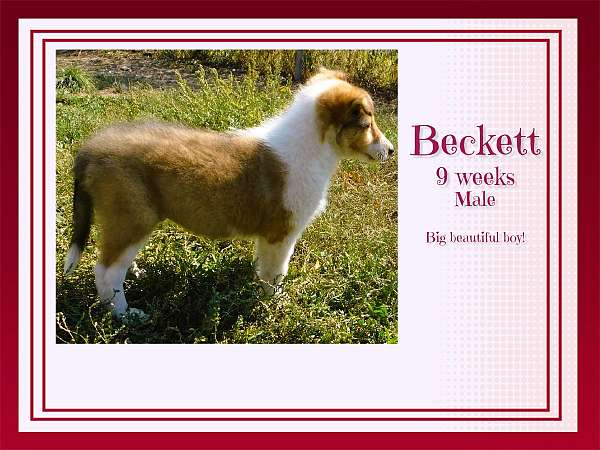 sable-double-coated-rough-collie