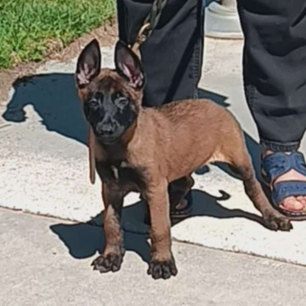 female-belgian-malinois-dog