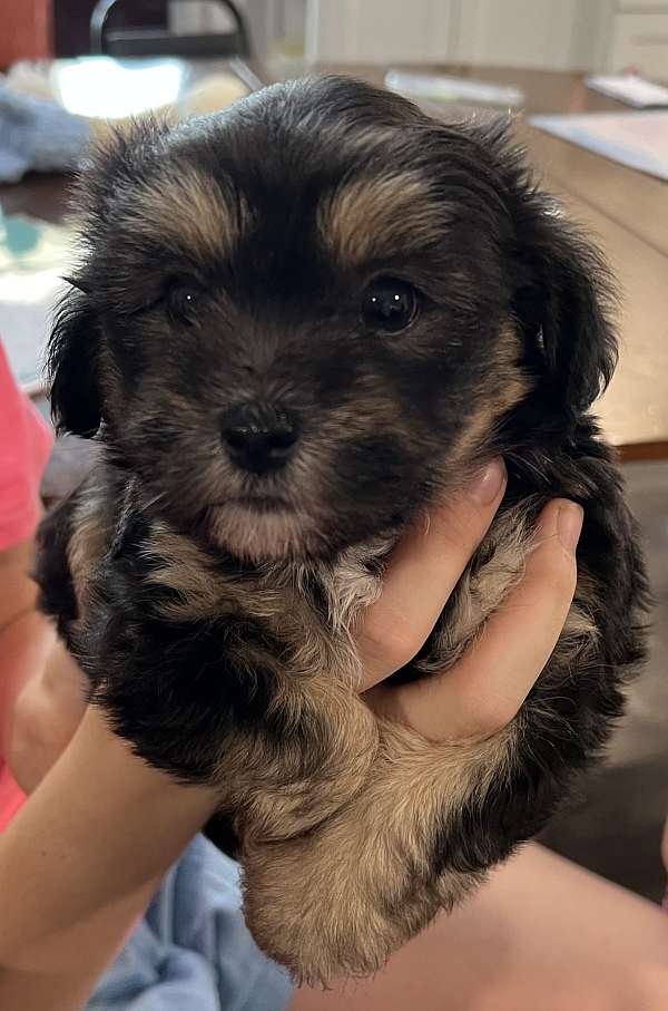 female-maltese-dog