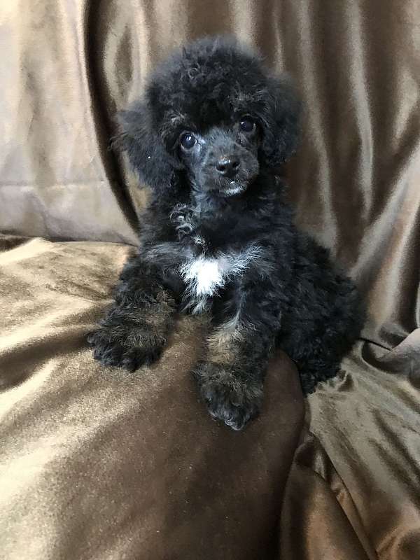 black-white-hypoallergenic-poodle-toy-poodle