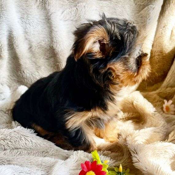 yorkshireterrierpuppiesforsale-puppy