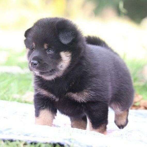 shiba-inu-puppies