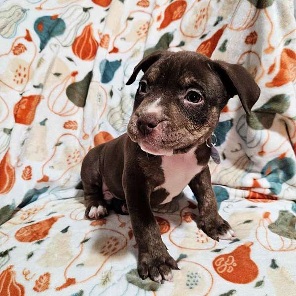 chocolate-short-haired-american-bully