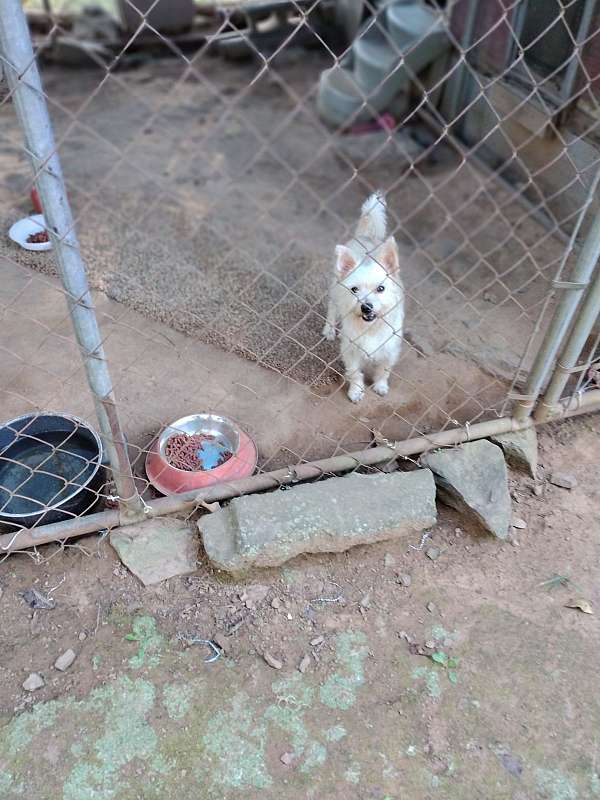 cream-yorkipoo-yorkipoo