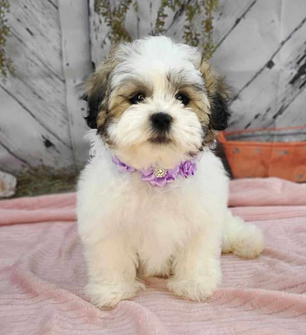 brindle-bichon-frise