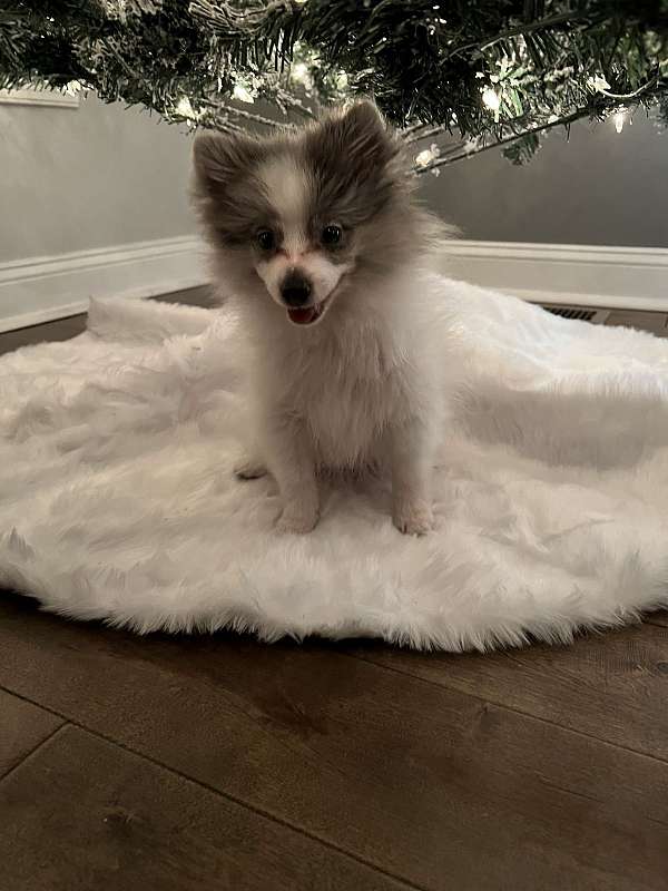 merle-male-pomeranian