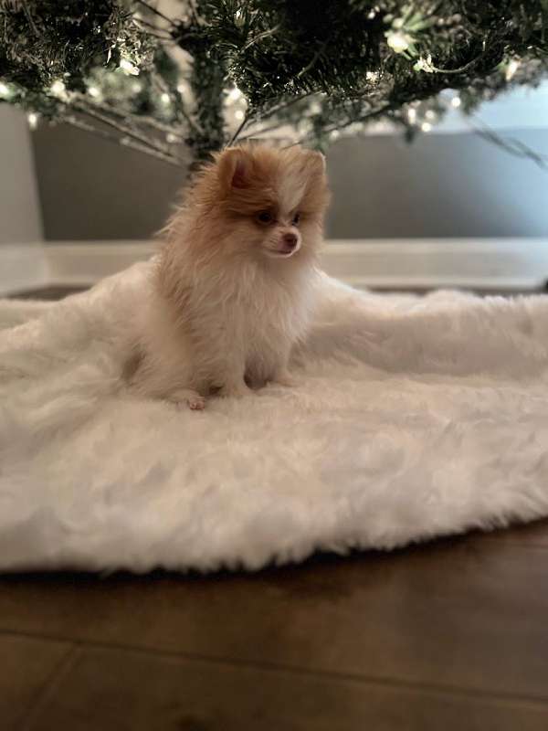 merle-teacup-pomeranian