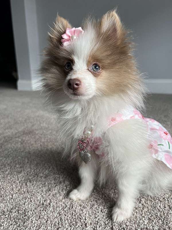 pomeranian