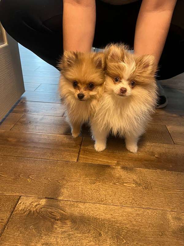 pomeranian-puppy-for-sale