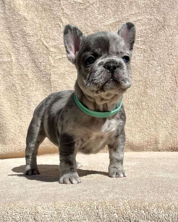 male-french-bulldog