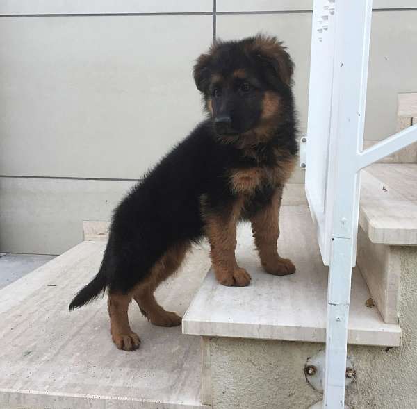 mixed-german-shepherd-dog