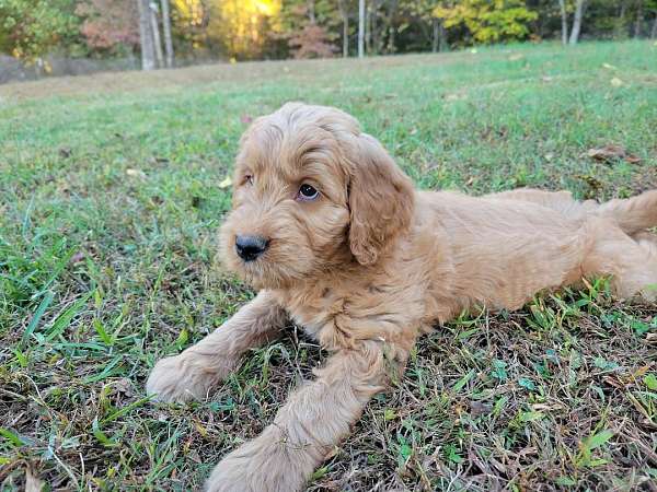 female-light-brown-hypoallergenic-goldendoodle