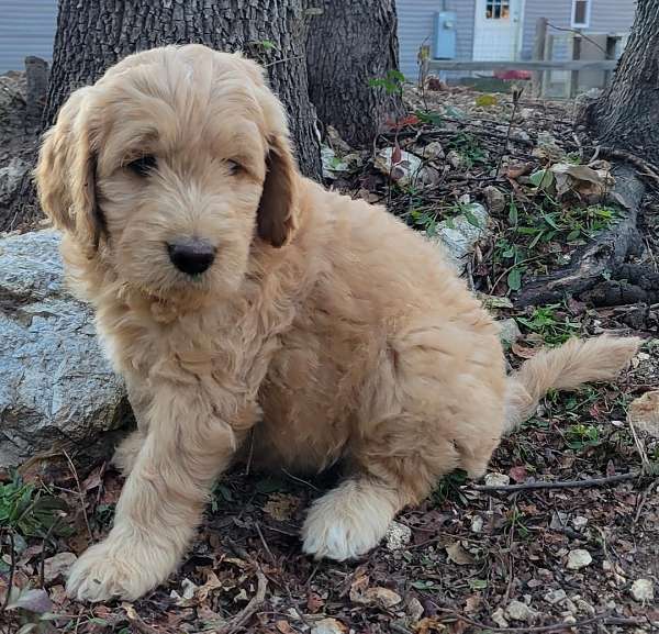 hypoallergenic-goldendoodle