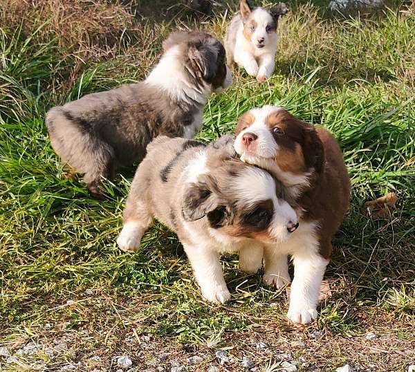 miniature-australian-shepard-puppy