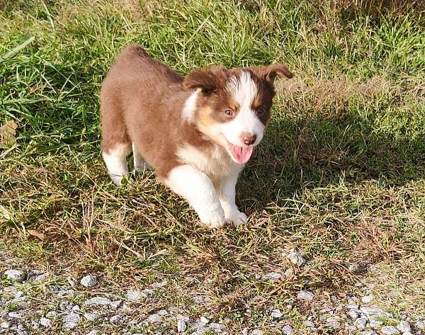 miniature-aussie-puppy