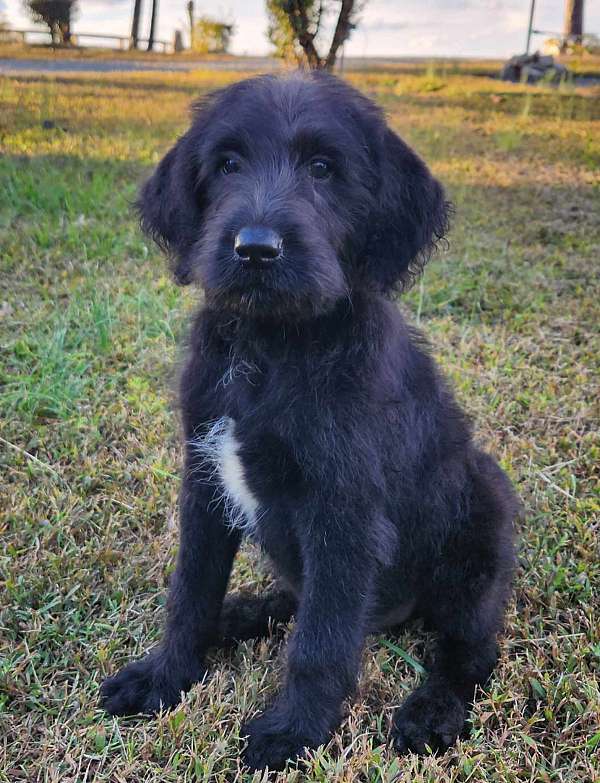 charcoal-standard-poodle